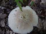 Amanita daucipes image