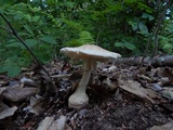 Amanita daucipes image