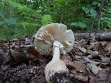 Amanita daucipes image