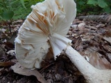 Amanita daucipes image