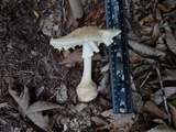 Amanita daucipes image
