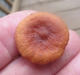 Lactarius subserifluus image
