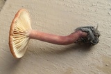 Lactarius subserifluus image