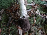 Amanita submaculata image