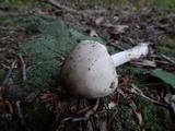 Amanita submaculata image