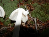 Amanita submaculata image