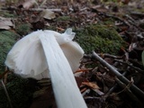 Amanita submaculata image