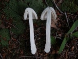 Amanita submaculata image