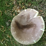Tylopilus plumbeoviolaceus image