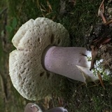 Tylopilus plumbeoviolaceus image