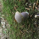 Tylopilus plumbeoviolaceus image