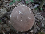 Tylopilus rubrobrunneus image