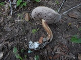 Tylopilus rubrobrunneus image