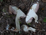 Tylopilus rubrobrunneus image