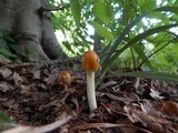 Amanita banningiana image