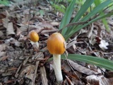 Amanita banningiana image