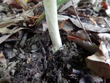 Amanita banningiana image