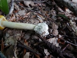 Amanita banningiana image