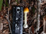 Amanita banningiana image