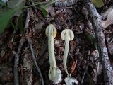 Amanita banningiana image