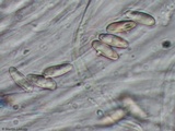 Caloboletus inedulis image