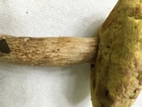 Boletus variipes image
