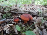 Lactarius volemus image