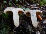 Lactarius volemus image