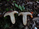 Lactarius volemus image
