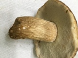 Boletus variipes image