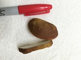 Xanthoconium affine image