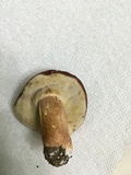 Xanthoconium affine image