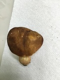 Xanthoconium affine image