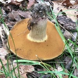 Boletus vermiculosoides image