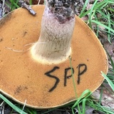 Boletus vermiculosoides image