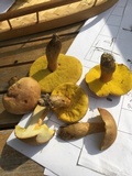 Aureoboletus innixus image