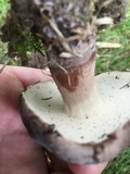Tylopilus alboater image