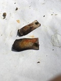 Tylopilus alboater image