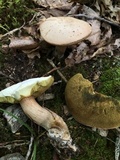 Boletus pallidus image