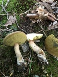 Boletus pallidus image