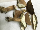 Boletus pallidus image