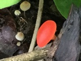 Sarcoscypha austriaca image