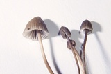 Mycena leptocephala image