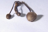 Mycena leptocephala image