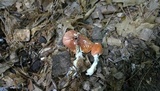 Leucoagaricus rubrotinctus image