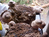 Lentinula edodes image