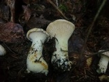 Cantharellus subalbidus image