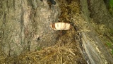 Leucoagaricus americanus image