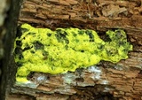 Fuligo septica image