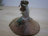 Lactarius hatsudake image